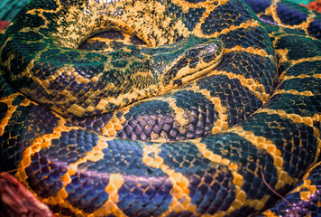 Paraguayan South or Yellow Anaconda is ringed by a ring