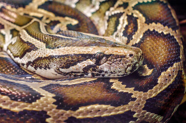 big snake anaconda close up