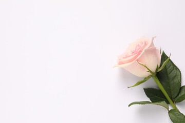 Beautiful rose on white background, above view. Space for text