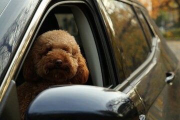 Cute dog inside black car, view from outside