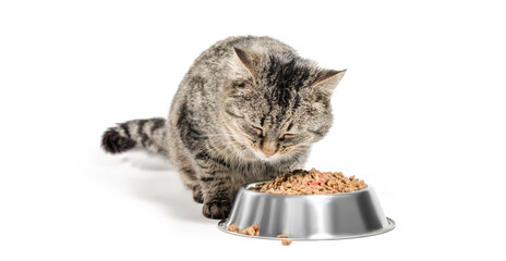gray cat mongrel with a bowl of dry food