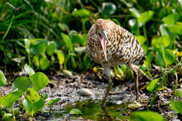 young rufescent tiger heron in tropical Pantanal