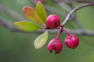 東京赤坂にある東京ミッドタウンのモッコク