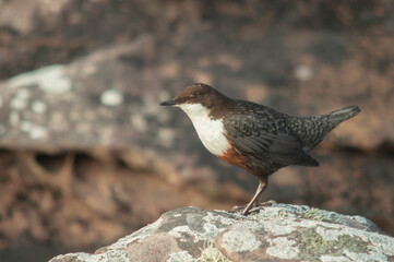 White throated dipper