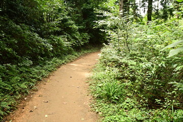 ハイキングーhikingー