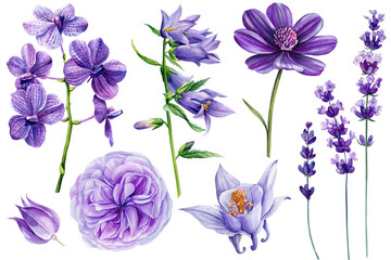 Purple flowers set. Lavander, orchid, dahlia, bluebell and rose. Violet Flora watercolor botanical hand drawing clipart - obrazy, fototapety, plakaty