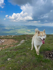 dog husky in nature in the mountains hiking journey