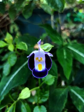 Torenia fournieri, the bluewings or wishbone flower, is an annual plant in the Linderniaceae, with blue, white, or pink flowers that have yellow markings. 