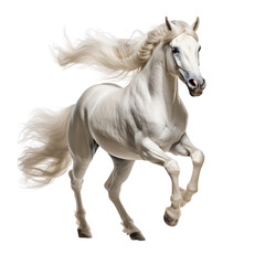 White arabian horse jumping isolated on a white background