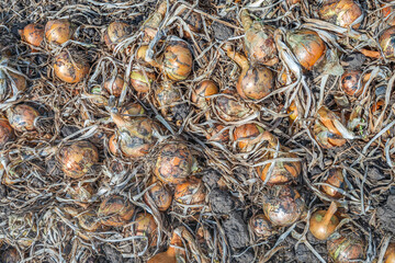 Full-screen close-up photo of onions drying in the field before being picked up for further...