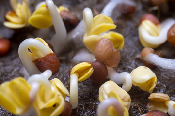Macro photography of edible plant sprouts, vegetarian menu.
