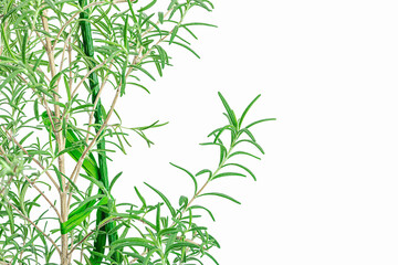 Rosemary plant grows on the windowsill. Urban farming concept, fragrant herb
