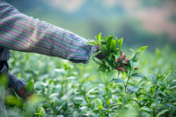 Tea garden farmers or worker wearing dresser work picking green tea leaves at tea plantation with mountain is green tea organic ิbackground business concept. - obrazy, fototapety, plakaty