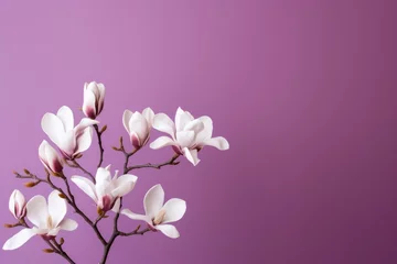 Foto op Canvas  a close up of a branch with white flowers on a purple background with a soft focus to the center of the branch and the top of the branch withered flowers. © Nadia
