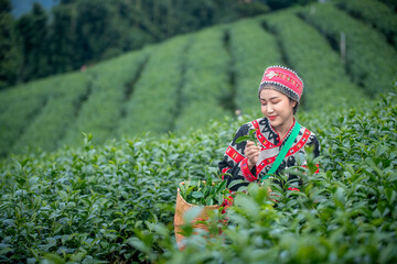 Tea garden farmers or worker wearing traditional dresser work carry barket picking green tea leaves at tea plantation with white foggy mountain is green tea organic business concept.