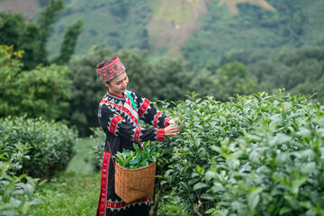 Tea garden farmers or worker wearing traditional dresser work carry barket picking green tea leaves...