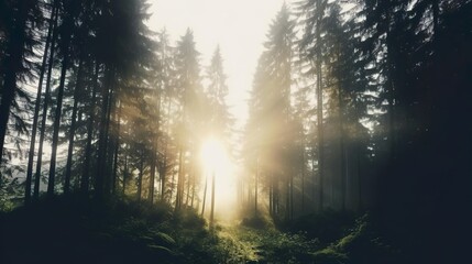 Fototapeta premium Forest view in the morning