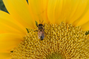 Closeup beautiful sunflowers with bee stock photo.