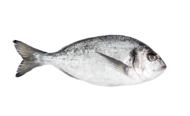 Fresh dorado fish isolated