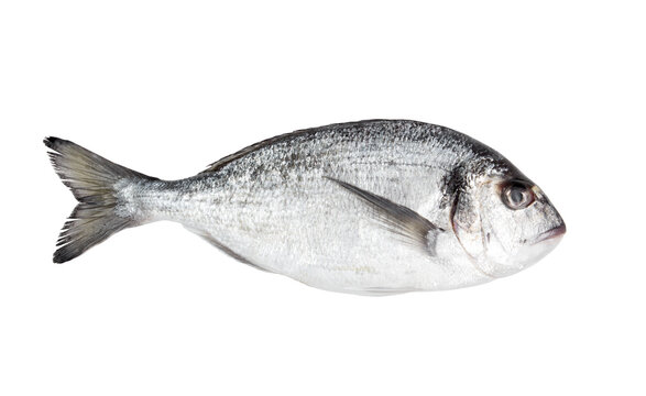 Fresh dorado fish isolated