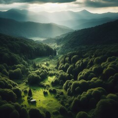 green forest in the morning