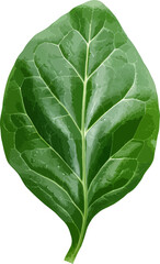 Fototapeta na wymiar Spinach leaf clip art