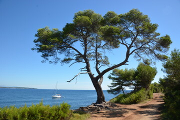 France, côte d'azur, baie de Cannes, île sainte Marguerite, sentier du littoral sur cette...