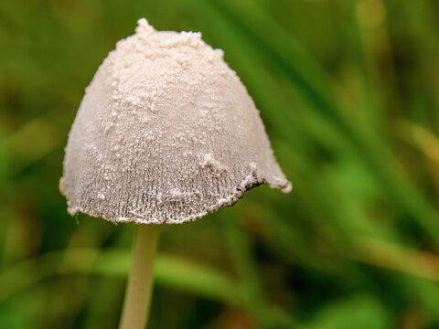 Macro photography of a little white petticoat mottlegill mushroom, captured in a farm near the colonial town of Villa de Leyva in central Colombia.