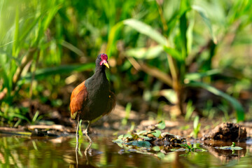 wattled jacana in tropical Pantanal