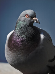 Portrait of a sharp-eyed wild pigeon