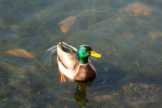 A little duck is swimming in the clearly water at public park. Animal in nature photo, selective focus.