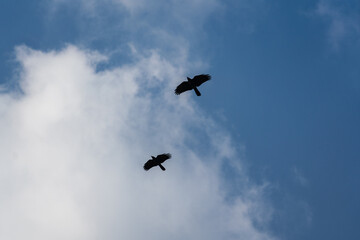 Couple of black raven or crow are flying on the blue sky. Anima wildlife photo.