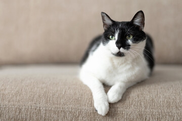 Portrait of angry black and white cat relaxing on couch. Suspicious funny pet enjoying rest at home. Copy space