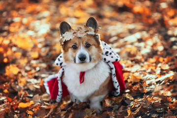cute and funny corgi dog sitting in the autumn park in a royal red robe and gold a wreath of leaves