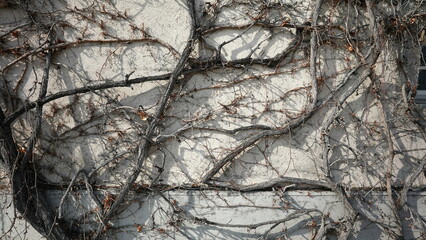 Tree roots vines on wall, nature growing on building