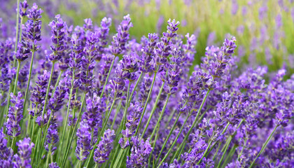 purple lavender flowers field natural background close up