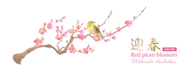 早春の花：梅の花とメジロの水彩イラスト。紅梅と小鳥。日本文化。（ベクター。レイアウト変更可能）
