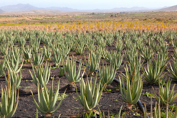 Aloe Vera