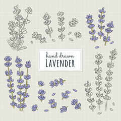 Lavender collection in sketch style. Lavender flowers set. Vintage botanical drawing. Hand-drawn lavender vector illustrations.
