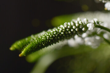 petites fleurs blanches, plante d'intérieur