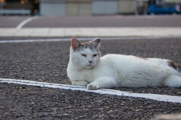 のんびり過ごしている可愛い野良の地域猫