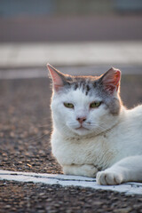 のんびり過ごしている可愛い野良の地域猫