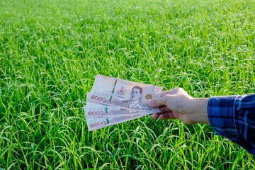 Thai banknotes are held by female farmers at green farms.