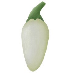 White Bullet Habanero Pepper On White Background.