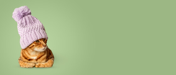 A cute cat in a knitted hat on a colored background.