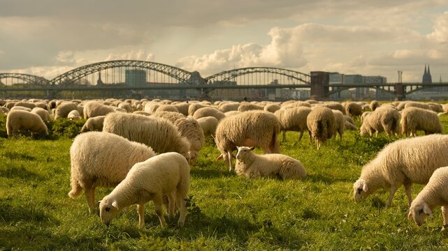Sheep graze in a clearing with a background of the Cologne bridge. High quality photo