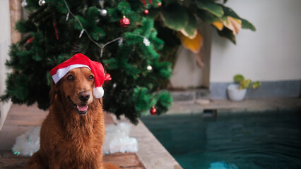 Christmas dog, golden retriever in a Santa hat sitting by the pool against the background of a...