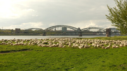 Sheep graze in a clearing with a background of the Cologne bridge. High quality photo