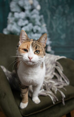 cute little cat under Christmas tree