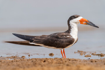 black skimmer in tropical Pantanal